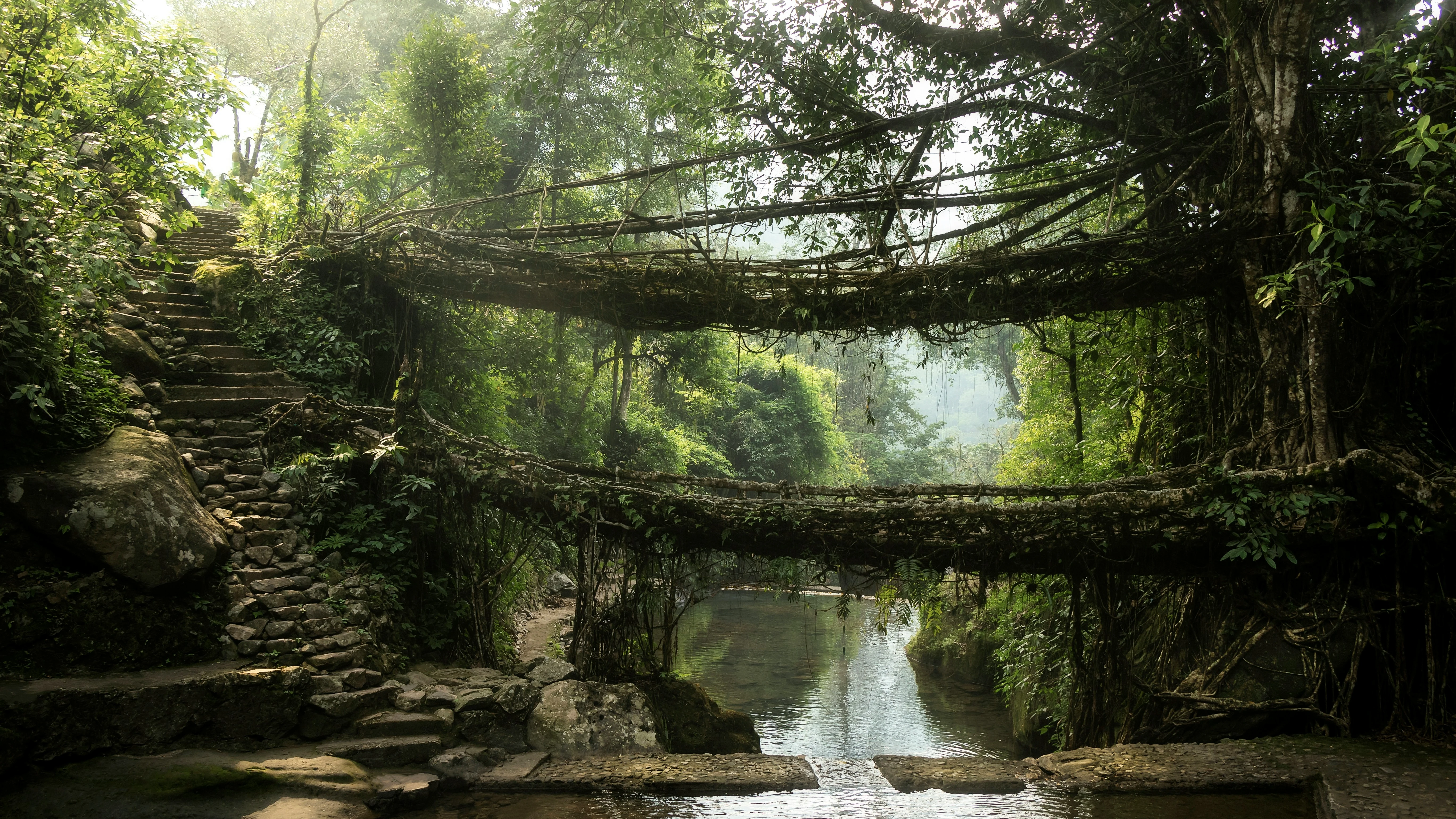 Living Root Bridge